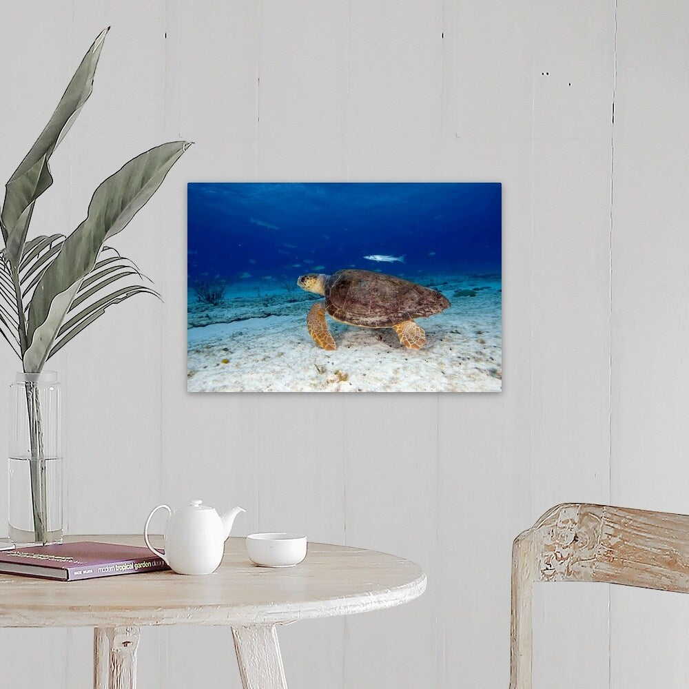 "Loggerhead Sea Turtle" Canvas Wall Art