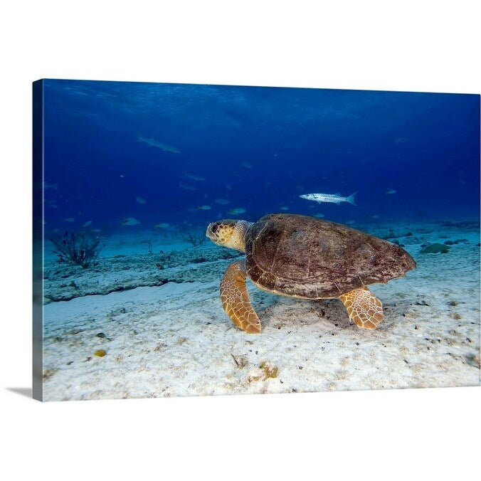 "Loggerhead Sea Turtle" Canvas Wall Art