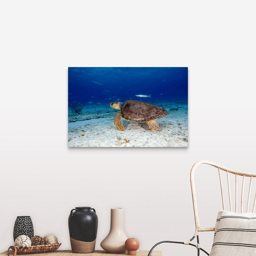 "Loggerhead Sea Turtle" Canvas Wall Art
