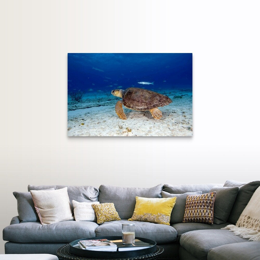 "Loggerhead Sea Turtle" Canvas Wall Art