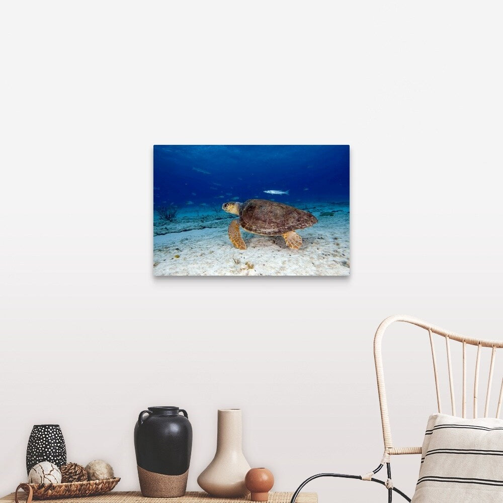 "Loggerhead Sea Turtle" Canvas Wall Art