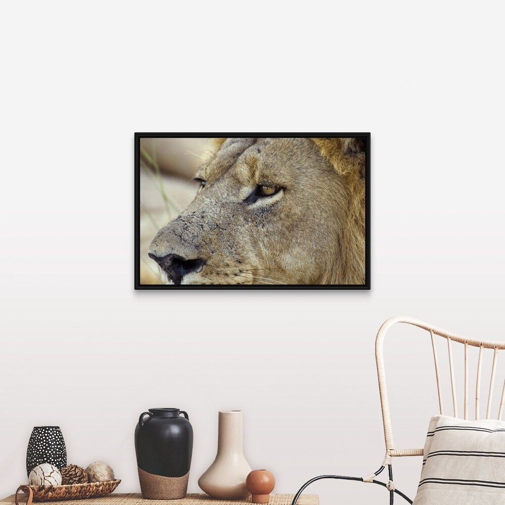 "Magnificent male Lion residing in the Okavango Delta region of Botswana." Black Float Frame Canvas Art