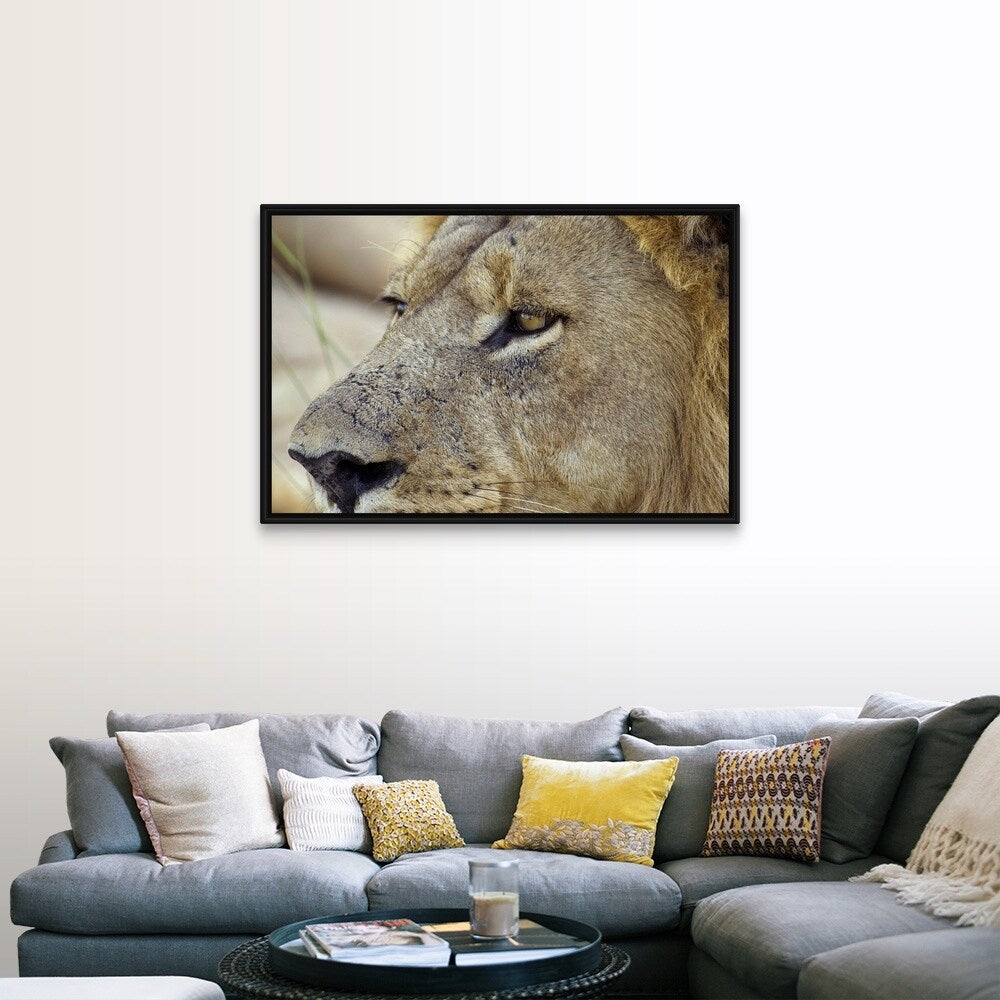 "Magnificent male Lion residing in the Okavango Delta region of Botswana." Black Float Frame Canvas Art