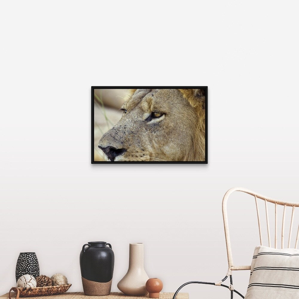 "Magnificent male Lion residing in the Okavango Delta region of Botswana." Black Float Frame Canvas Art