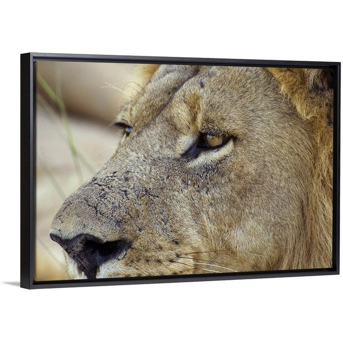 "Magnificent male Lion residing in the Okavango Delta region of Botswana." Black Float Frame Canvas Art