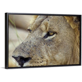 "Magnificent male Lion residing in the Okavango Delta region of Botswana." Black Float Frame Canvas Art