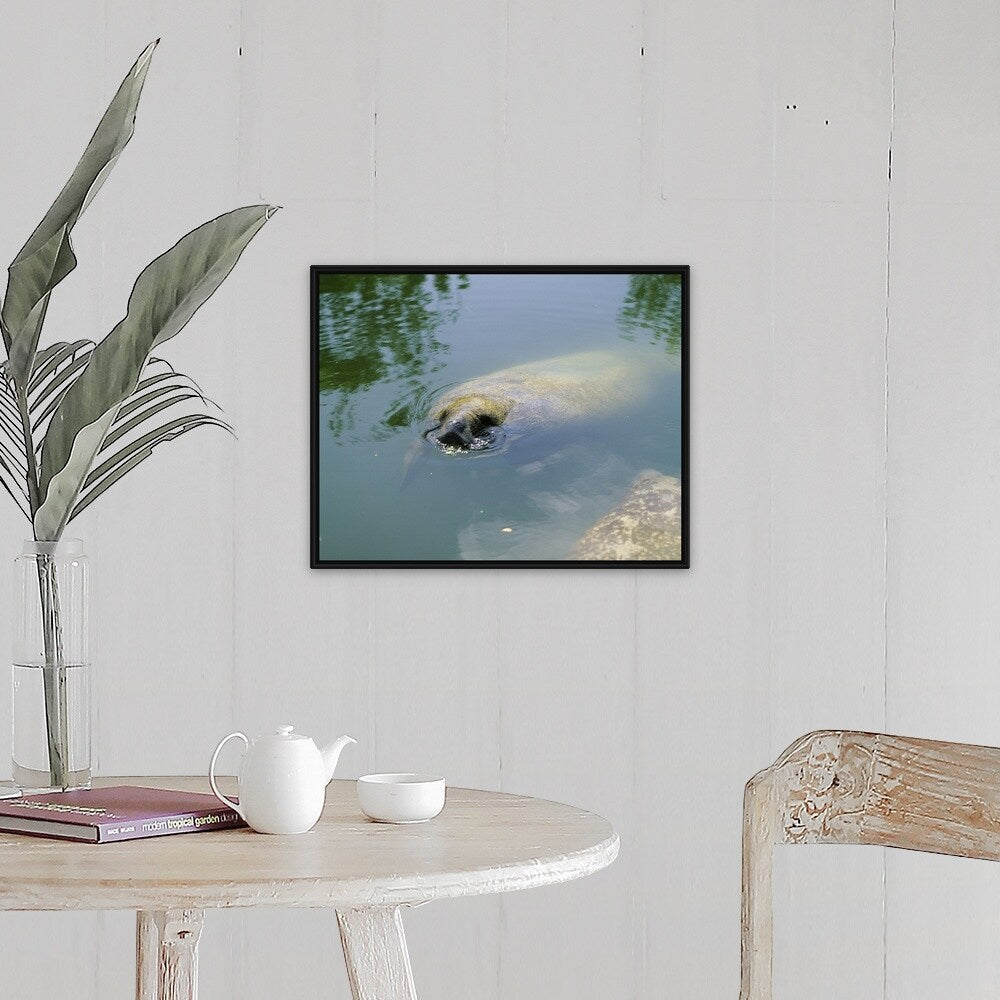 "Manatee Eating Lettuce Florida Keys FL" Black Float Frame Canvas Art