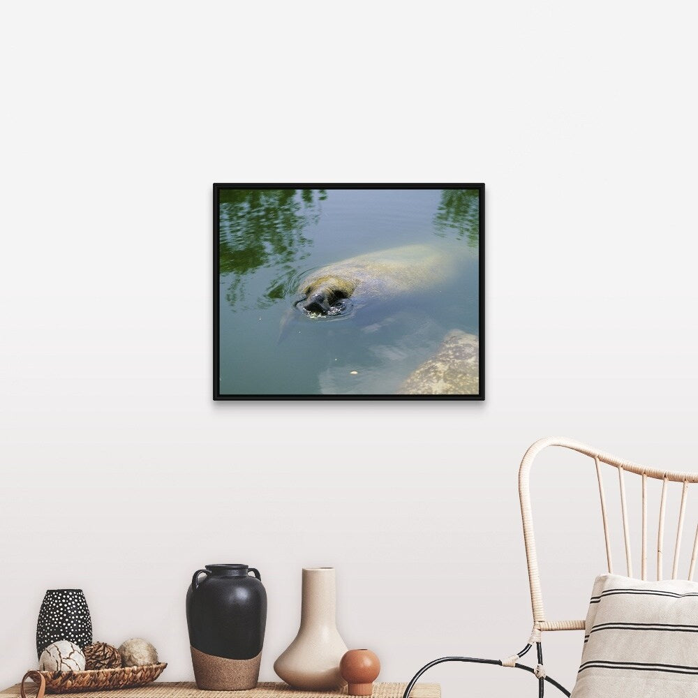 "Manatee Eating Lettuce Florida Keys FL" Black Float Frame Canvas Art