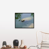 "Manatee Eating Lettuce Florida Keys FL" Black Float Frame Canvas Art