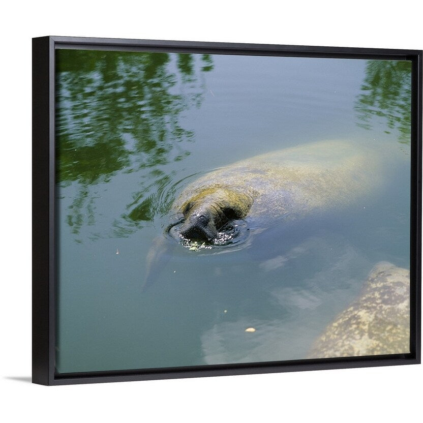 "Manatee Eating Lettuce Florida Keys FL" Black Float Frame Canvas Art