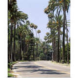 "Palm trees along a road, City of Los Angeles, California" Poster Print - Multi
