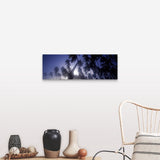 "Palm trees, Molokai, Hawaii" Canvas Wall Art