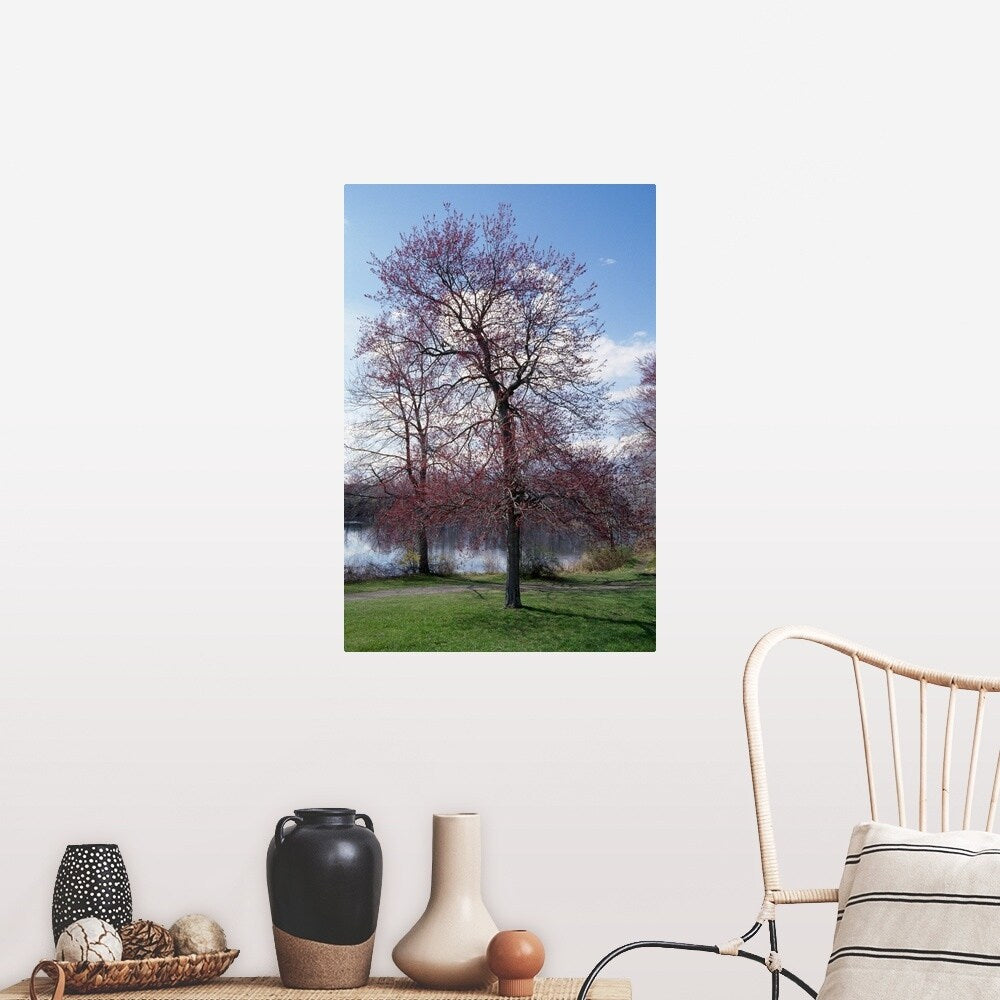 "Red maple tree (Acer rubrum) budding in spring, New York" Poster Print - Multi