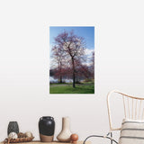 "Red maple tree (Acer rubrum) budding in spring, New York" Poster Print - Multi