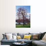 "Red maple tree (Acer rubrum) budding in spring, New York" Poster Print - Multi