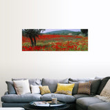 "Red poppies in a field, Turkey" Poster Print - Multi