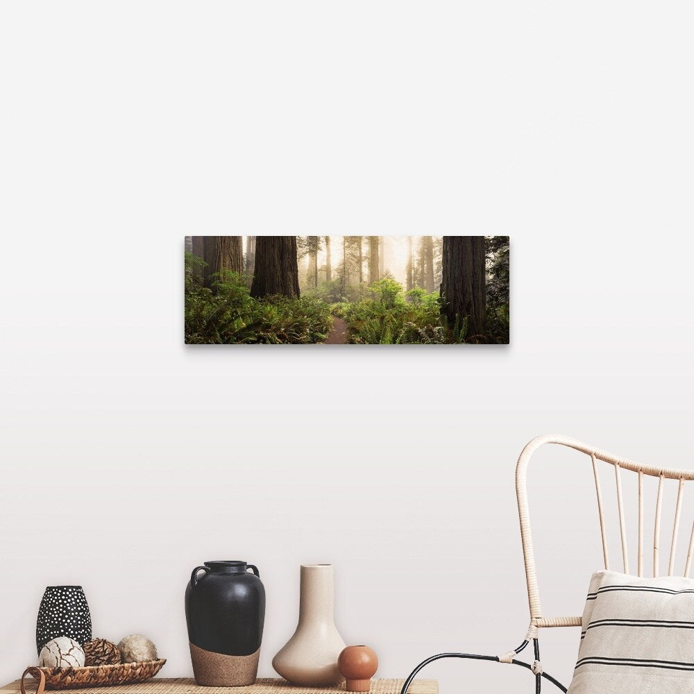 "Redwood trees in a forest, Redwood National Park, California" Canvas Wall Art