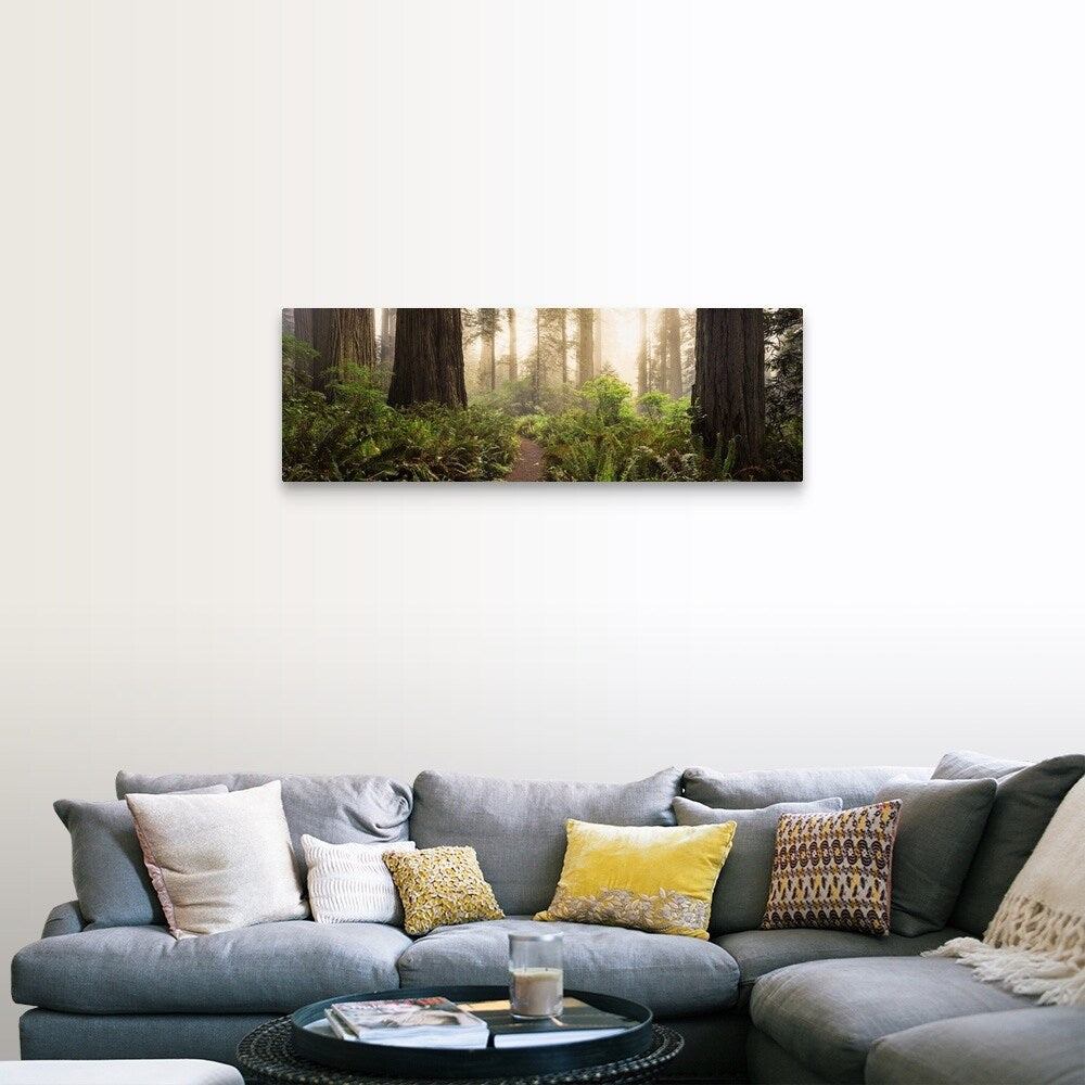 "Redwood trees in a forest, Redwood National Park, California" Canvas Wall Art