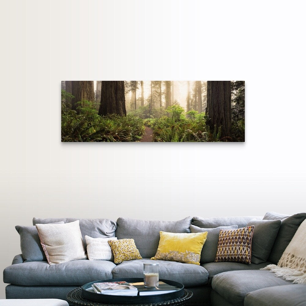 "Redwood trees in a forest, Redwood National Park, California" Canvas Wall Art