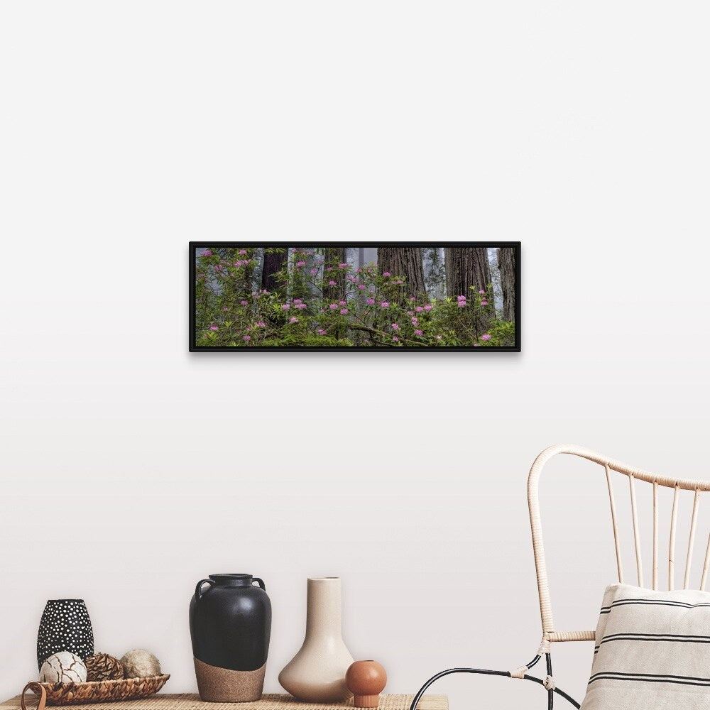 "Rhododendron flowers in a forest, Redwood National Park, California" Black Float Frame Canvas Art