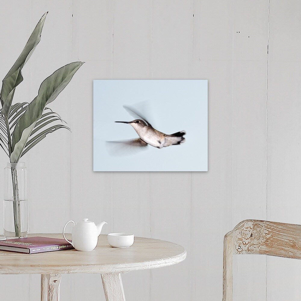"Ruby-throated hummingbird in flight." Canvas Wall Art