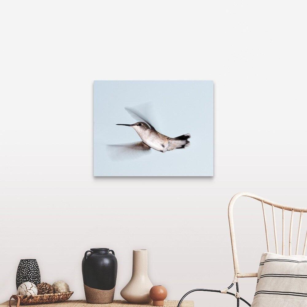 "Ruby-throated hummingbird in flight." Canvas Wall Art