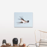 "Ruby-throated hummingbird in flight." Canvas Wall Art