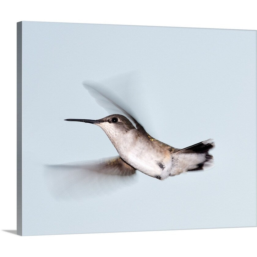 "Ruby-throated hummingbird in flight." Canvas Wall Art