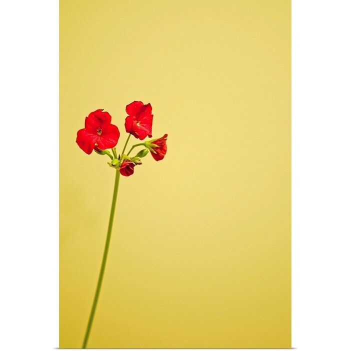 "Single geranium flowers on yellow background." Poster Print - Multi