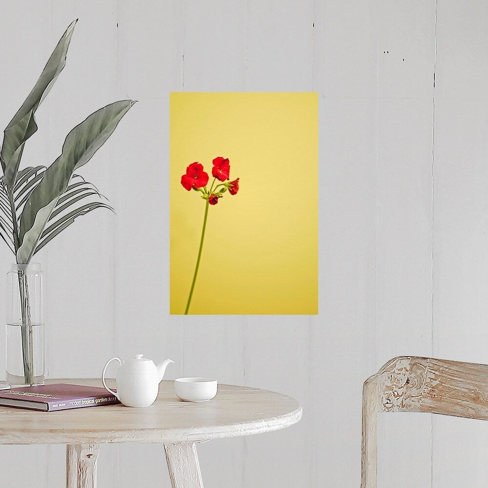 "Single geranium flowers on yellow background." Poster Print - Multi