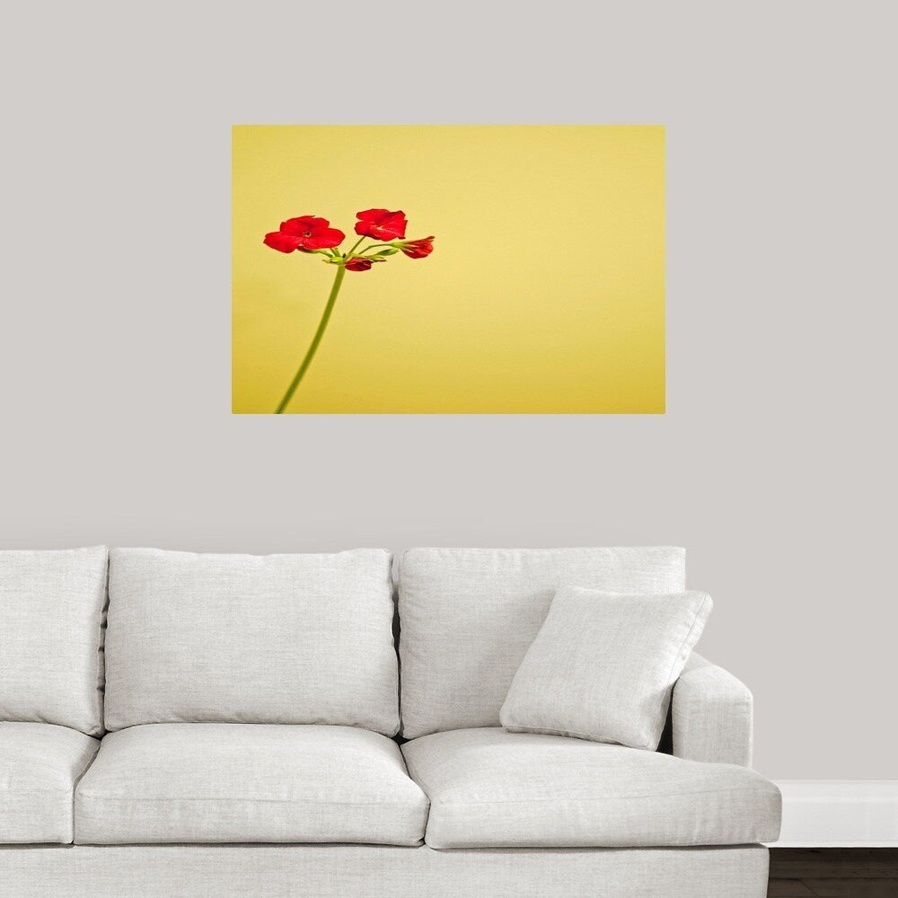 "Single geranium flowers on yellow background." Poster Print - Multi