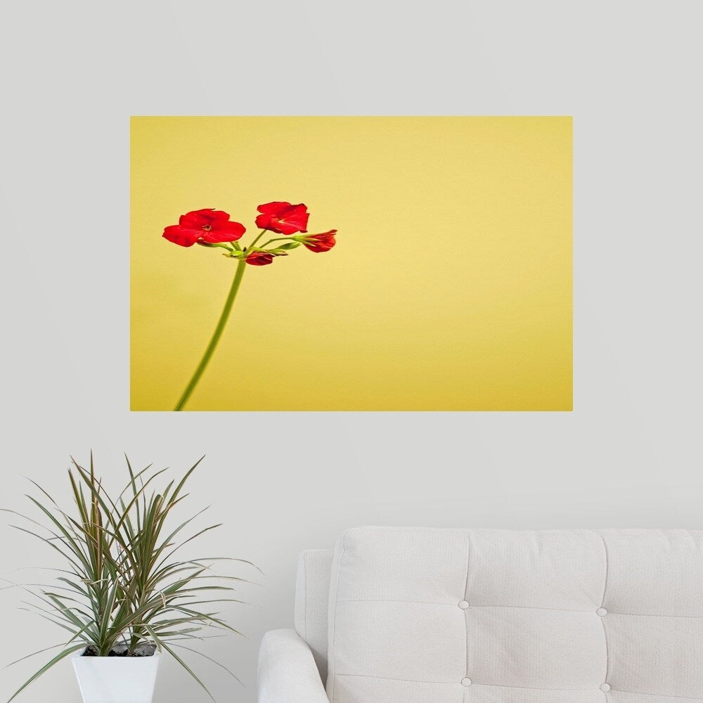 "Single geranium flowers on yellow background." Poster Print - Multi
