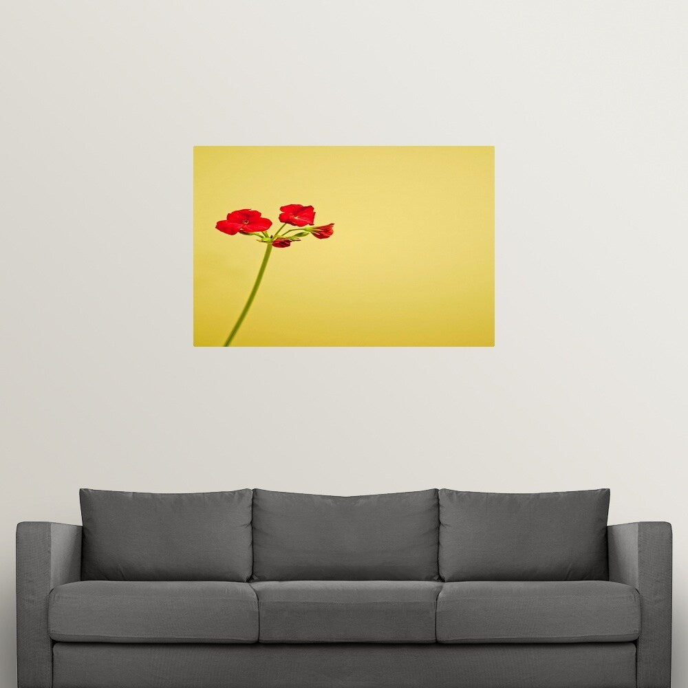 "Single geranium flowers on yellow background." Poster Print - Multi