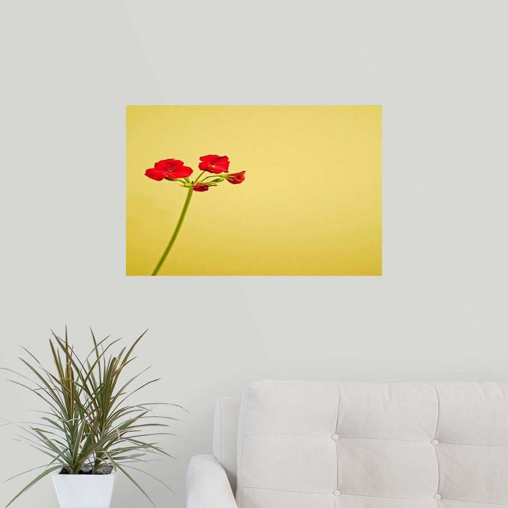 "Single geranium flowers on yellow background." Poster Print - Multi