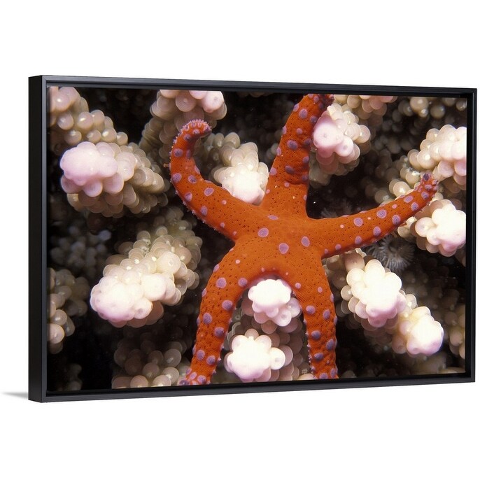 "Star of the Sea Starfish" Black Float Frame Canvas Art