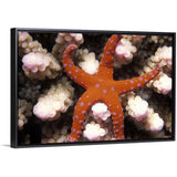 "Star of the Sea Starfish" Black Float Frame Canvas Art