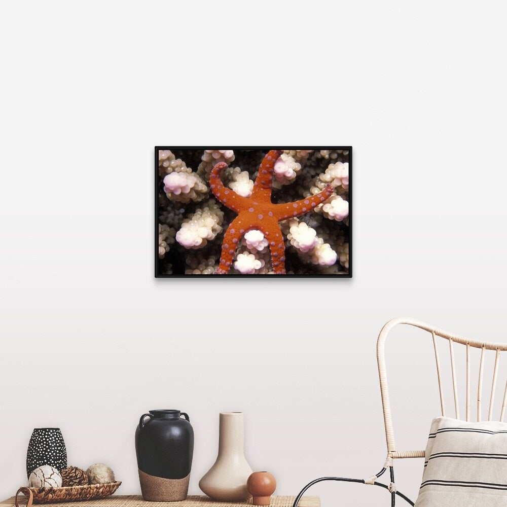 "Star of the Sea Starfish" Black Float Frame Canvas Art