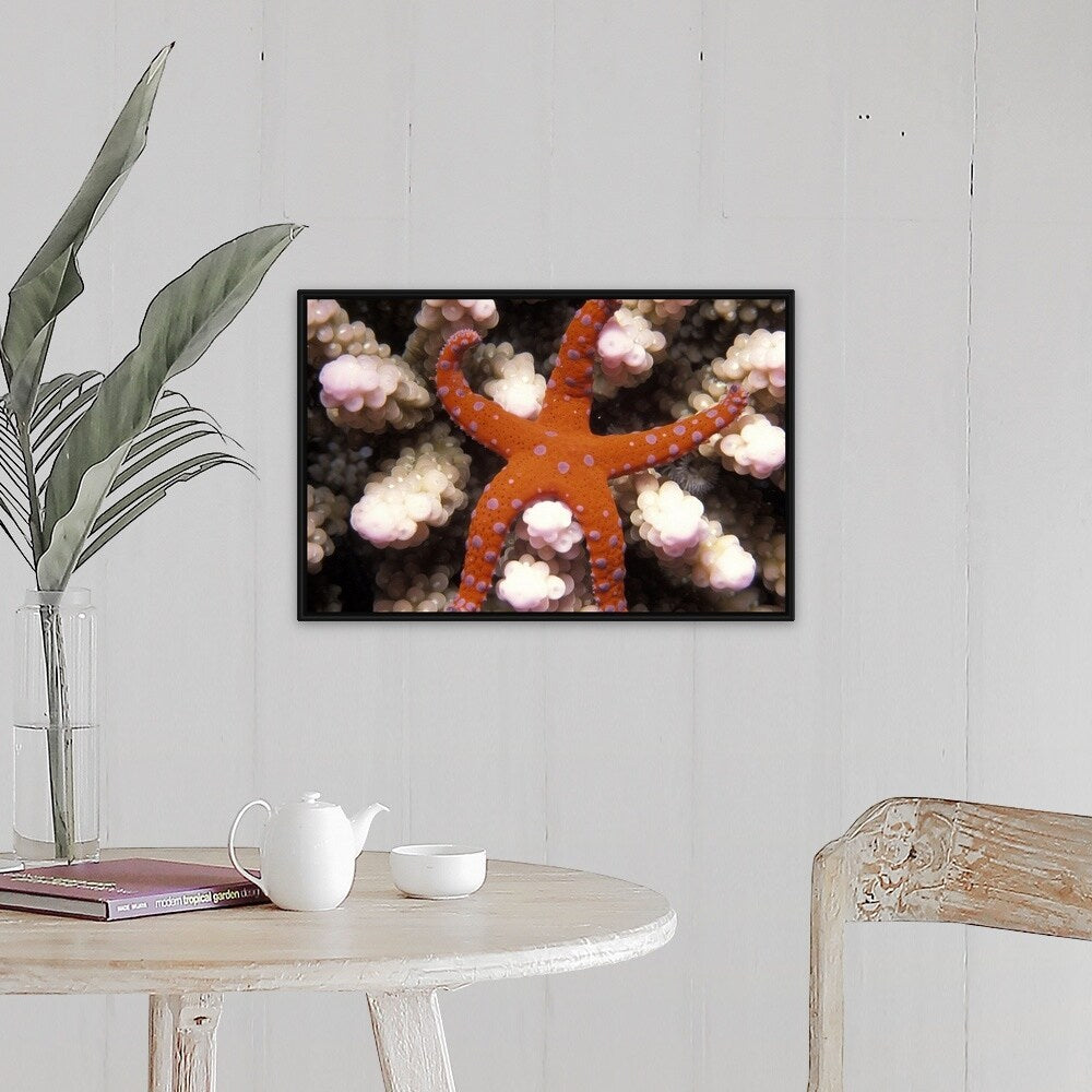 "Star of the Sea Starfish" Black Float Frame Canvas Art