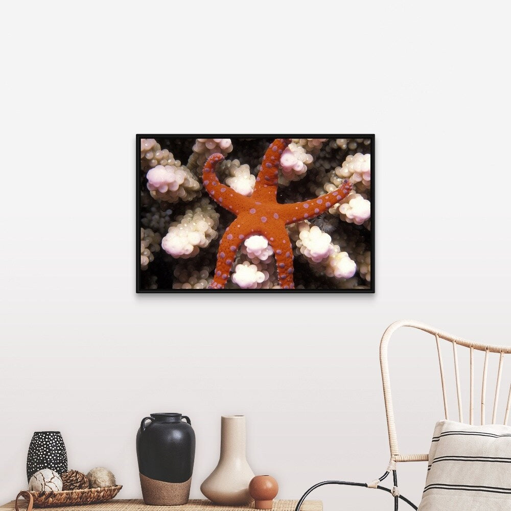 "Star of the Sea Starfish" Black Float Frame Canvas Art