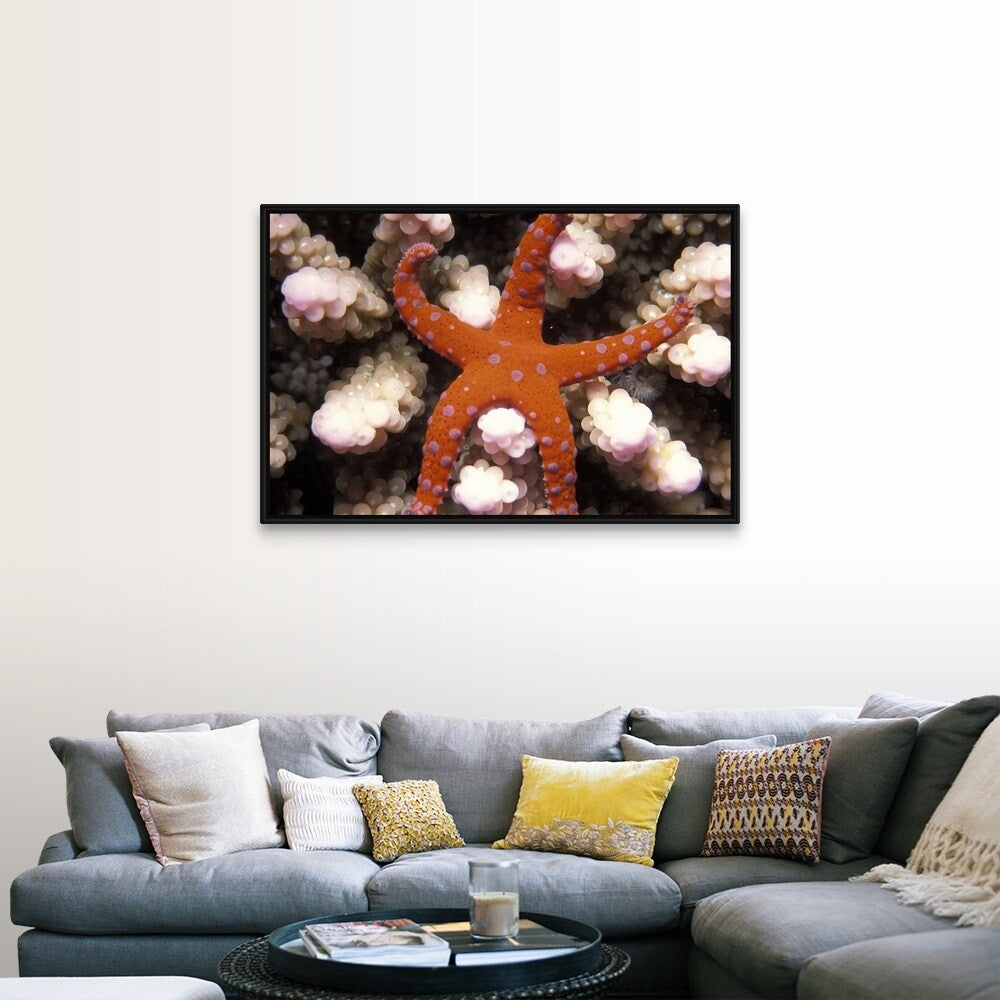 "Star of the Sea Starfish" Black Float Frame Canvas Art