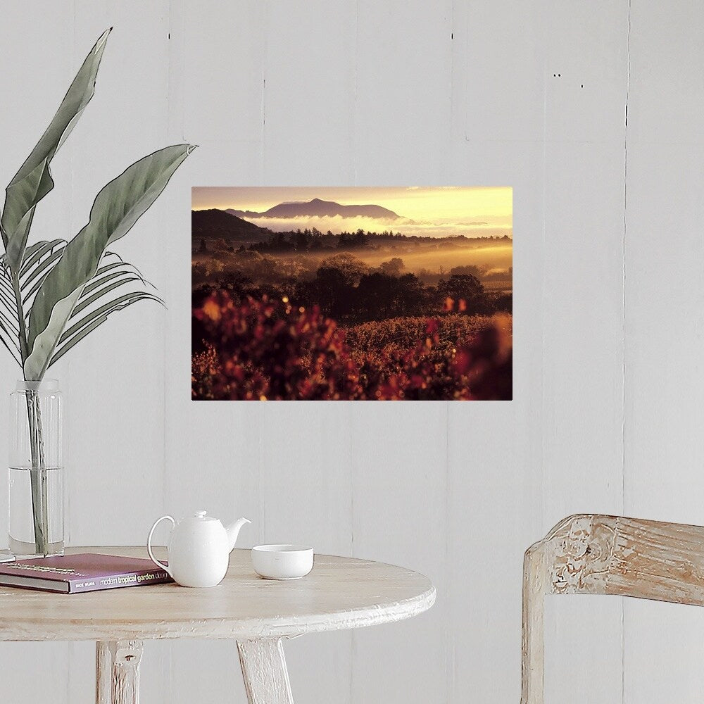 "Sunrise in Vineyards, Sonoma County, CA" Poster Print - Multi