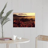 "Sunrise in Vineyards, Sonoma County, CA" Poster Print - Multi