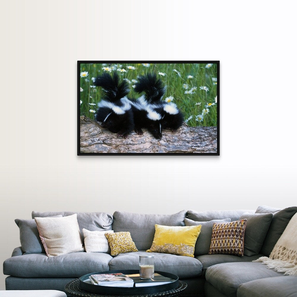 "Three young skunks on log in wildflower meadow, Minnesota" Black Float Frame Canvas Art