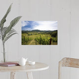 "Vineyard in Sonoma Valley, California" Poster Print - Multi