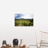 "Vineyard in Sonoma Valley, California" Poster Print - Multi