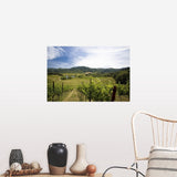 "Vineyard in Sonoma Valley, California" Poster Print - Multi