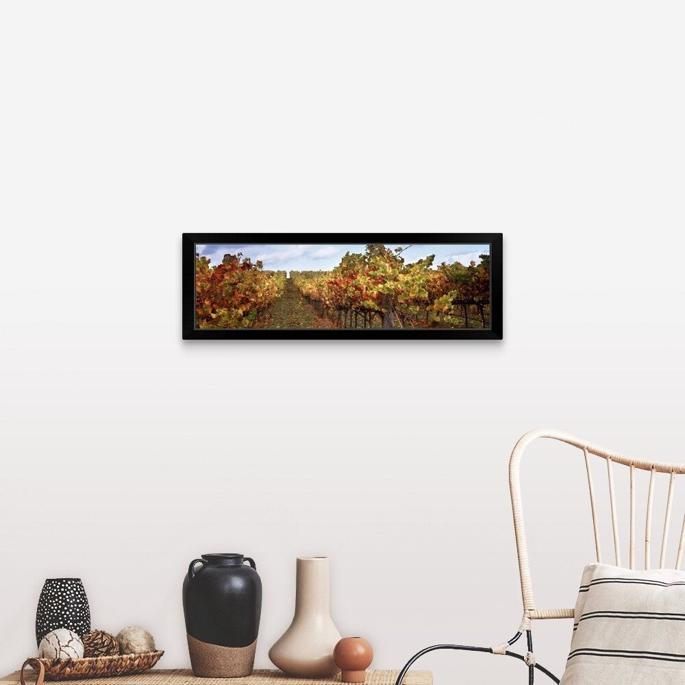 "Vineyard, Napa Valley, California" Black Framed Print