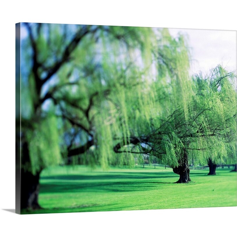 "Willow Trees" Canvas Wall Art