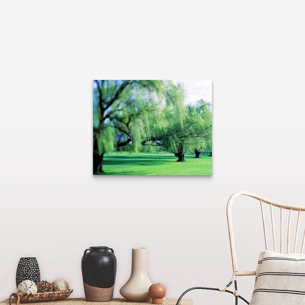 "Willow Trees" Canvas Wall Art