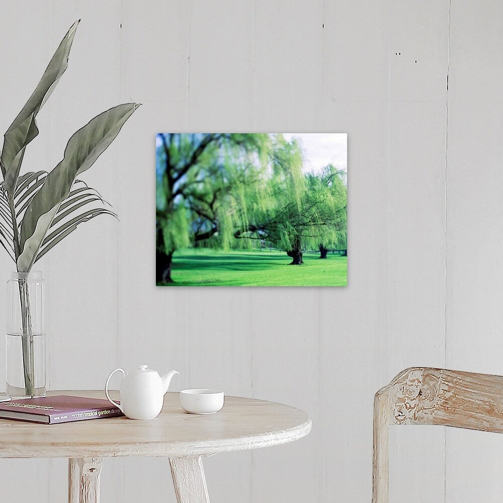 "Willow Trees" Canvas Wall Art